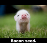 bacon_seed.png