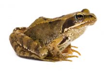 common-frog.jpg