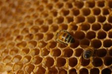 two-bees-honeycomb-header-photo.jpg