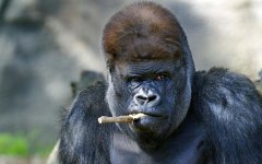 Kibabu Gorilla.jpg