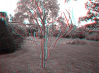 tree_3d.jpg