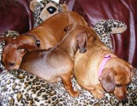 3 Dachshunds on 2 Chairs 2 small.JPG