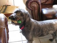 Mitzi with a cookie and toy - small.JPG