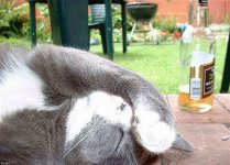 Hangover-headache-cat-5019.jpg