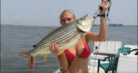 South African Tigerfish.gif