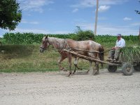 800px-Horse_with_cart.jpg
