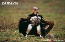 Lappet-faced-vulture-displaying.jpg