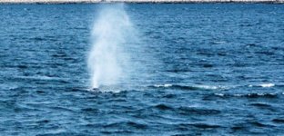 Whale blowing water.jpg