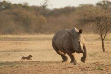dachshund chasing Rhino.jpg