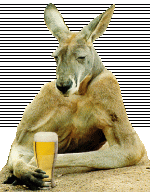 Funny kangaroo photos1.gif