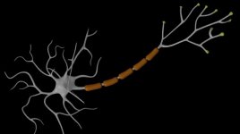 Brain cell with myelin sheath.jpg