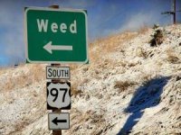 weed - direction sign.jpg