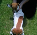 weinerdog - with wiener hair patch.jpg