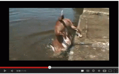 Funny stuff- doggy getting rock outta water.gif