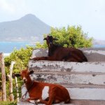 Goats - step goats.jpg