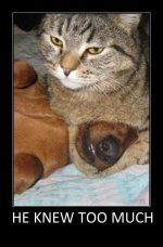 Cat with dachshund in head hold.jpg