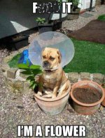 Doggys - Sitting in Flower Pot 2.JPG