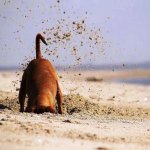 Dachshund - Digging in Sand.jpg