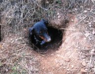 Dachshund - coming out of a hole.JPG