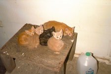 porch_cats_kittens_mookie_0.jpg