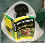 Dachshunds - for Dummies.jpg