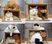 cats in boxs.jpg