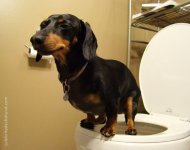 wiener-dog-on-the-toilet-traiined.jpg