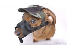 dachshund-muzzle-peaked-cap-angry-7700421.jpg