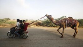 Motorcycle-Camel-Pulling.jpg
