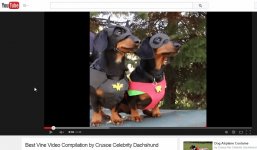 Best Vine Video Compilation by Crusoe Celebrity Dachshund - YouTube.jpg