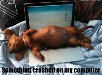 Dachshund puppy asleep in computer.jpg