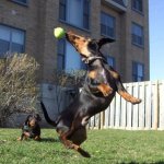 dachshund with tennis ball.jpg