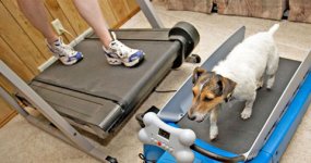 dog-exercise-treadmill.jpg