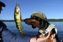 1 - dachshund-fishing-costume.jpg