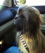 chewie's first dog.png