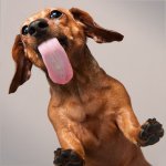 dachshund lick.jpg