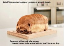 loafdog.jpg
