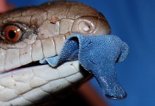 Australian Blue Tongue Lizard.jpg