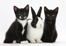 34037-Black-and-tuxedo-kittens-with-Dutch-rabbit-white-background.jpg