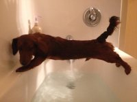 dachshund-and-bath.jpg