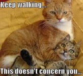 Cats - This duz not concern you.jpg