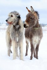 largest-dogs-wolfhound.jpg