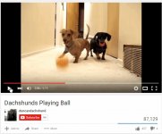 Dachshunds Playing Ball - YouTube.jpg