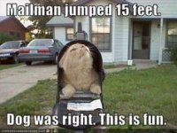 wiener cat postman.jpg