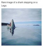 Shark Stepping on Lego.jpg