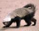 HoneyBadger's Avatar