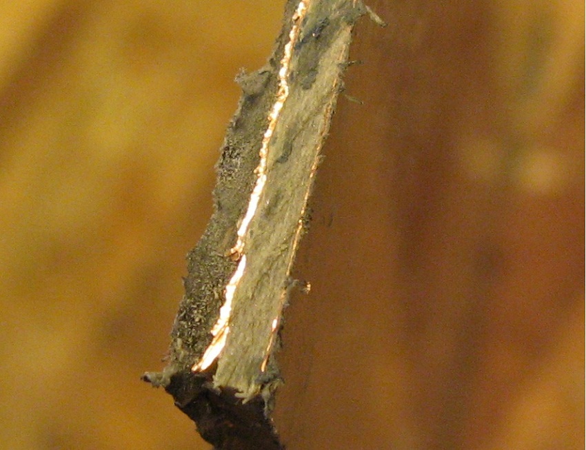Chop3