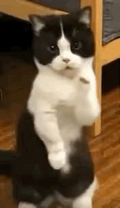 1638835D-1037-4F4D-BE54-313D28D78DAD.gif