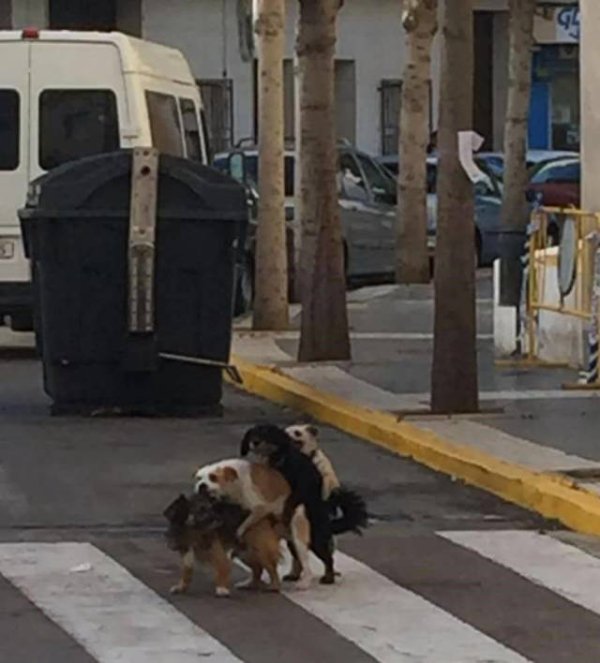 2GayDogs.jpg