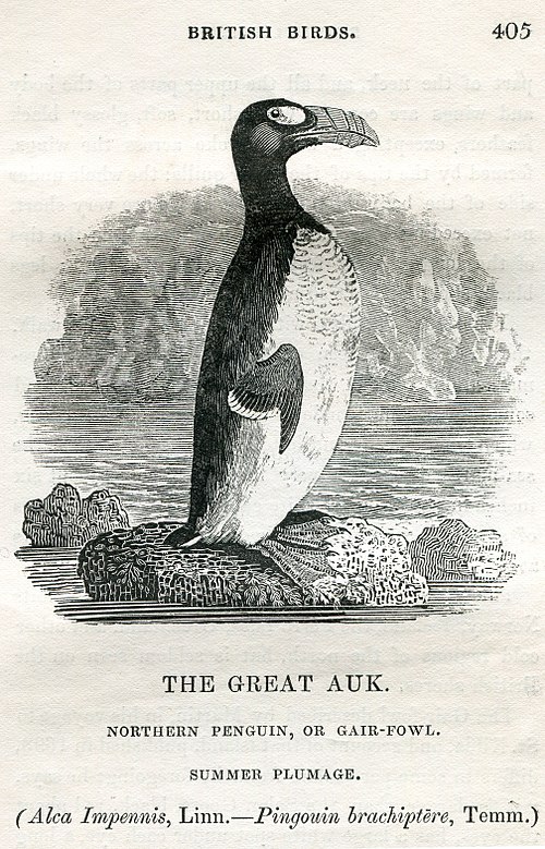 500px-Great_Auk_Thomas_Bewick_1804.jpeg